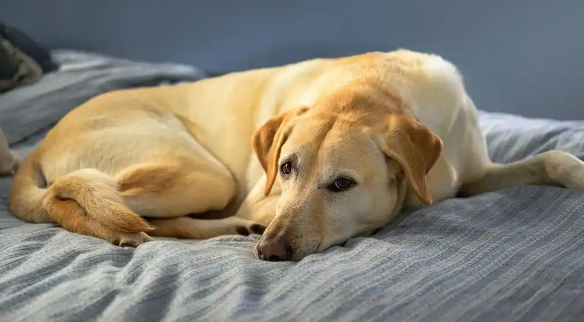 狗狗感冒咳嗽如何做好家庭护理