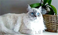 猫咪眼睛分泌物多是角膜炎吗