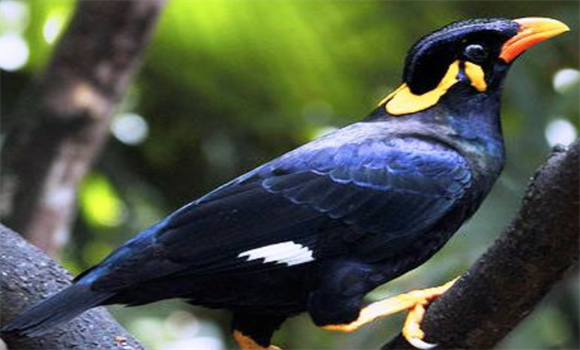 新手养鹩哥要注意哪些问题？你们一定要知道！！