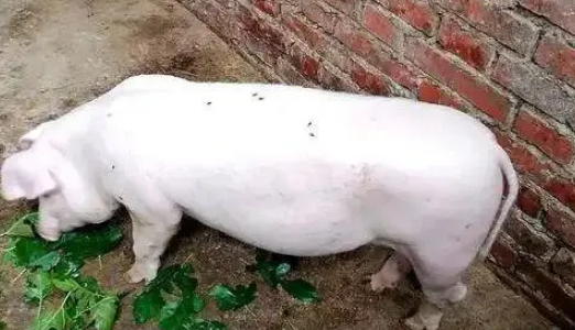 猪狗被困10天,猪饿出马甲线,拉布拉多却胖出啤酒肚 猪狗被困10天,猪饿出马甲线,拉布拉多却胖出啤酒肚