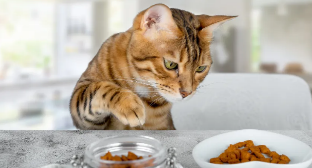 宠物赛道这些新风口崛起，全球宠物主消费行为大变化