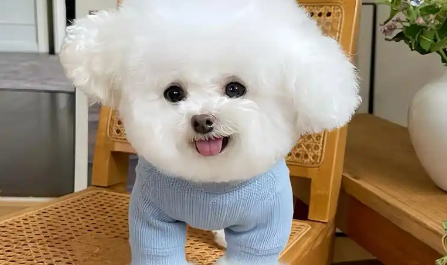 万亿级蓝海爆发!宠物服饰成跨境新宠,TikTok流量密码全解析 万亿级蓝海爆发!宠物服饰成跨境新宠,TikTok流量密码全解析