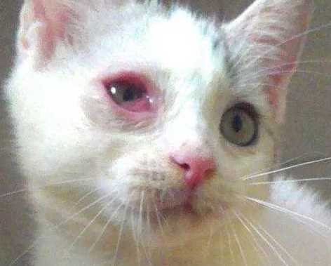 猫鼻支眼睛发炎症状为? 猫鼻支眼睛发炎症状为?