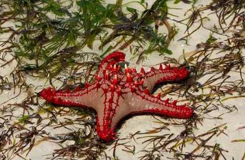 海星价格是多少