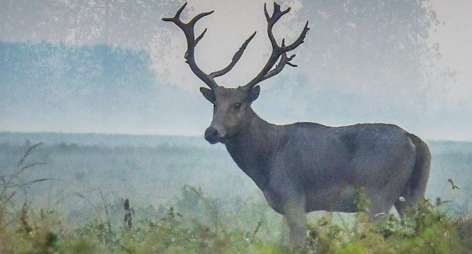 2025年麋鹿与生态保护国际研讨会在北京举行 2025年麋鹿与生态保护国际研讨会在北京举行