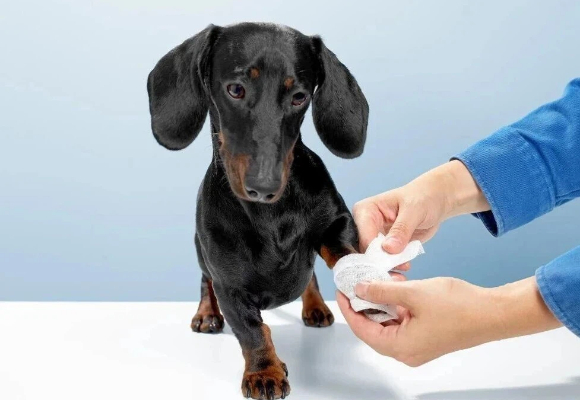 宠物关节养护吃什么好？宝乐康以科学配方解锁绿唇贻贝的协同力量