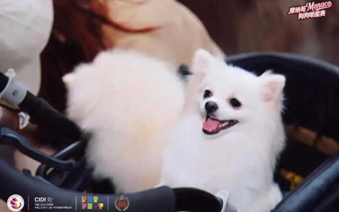 首项中外合作宠物赛事“摩纳哥狗狗明星赛”在上海西岸开幕 首项中外合作宠物赛事“摩纳哥狗狗明星赛”在上海西岸开幕