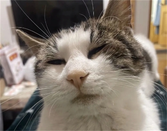 猫嗜酸性肉芽肿不治疗有什么后果 猫嗜酸性肉芽肿不治疗有什么后果