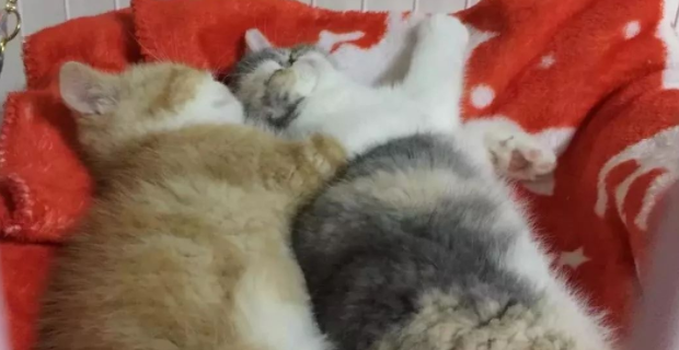 家猫窝里竟藏了它,铲屎官睡醒被吓懵 家猫窝里竟藏了它,铲屎官睡醒被吓懵