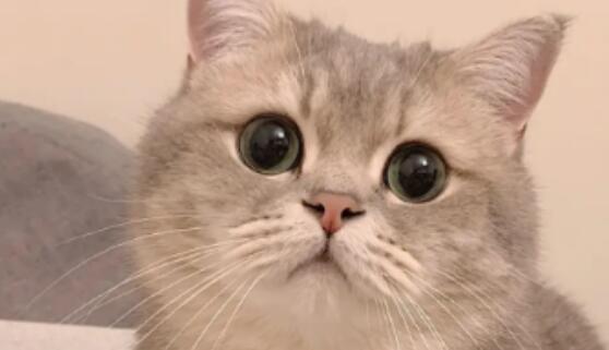 如何判断幼猫是否贫血? 如何判断幼猫是否贫血?