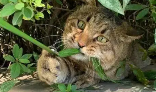 猫咪被困10米树梢，学生合力拉被子救援，却遗憾坠地慌乱逃走