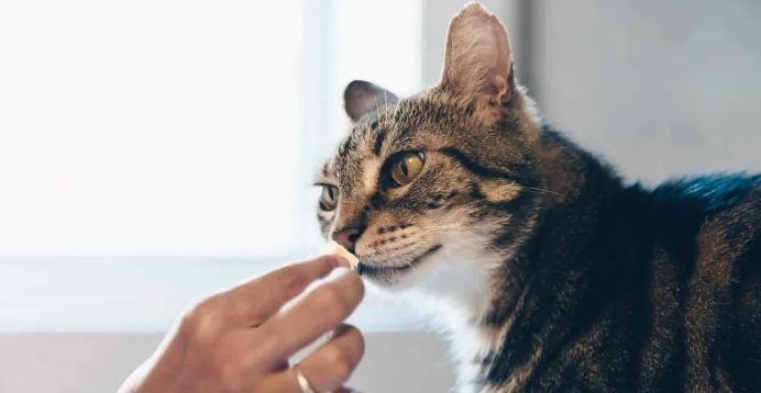 宠物赛道这些新风口崛起，全球宠物主消费行为大变化