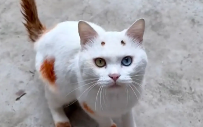 白猫总是被欺负，主人给猫毛发染色。网友：猫笑了五分钟才开始打