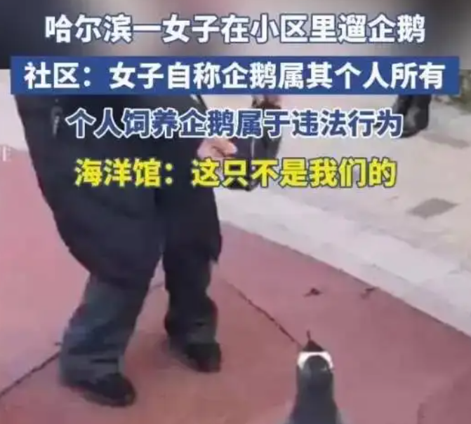 哈尔滨小区惊现“遛企鹅”!看似萌宠狂欢,实则违法 哈尔滨小区惊现“遛企鹅”!看似萌宠狂欢,实则违法