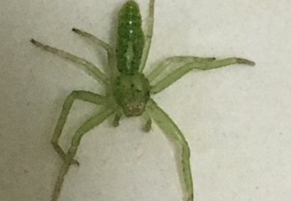 绿蟹蛛有毒性吗 绿蟹蛛有毒性吗