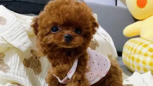 将茶杯泰迪交给妈妈养，半年后变成新品种——茶缸泰迪？