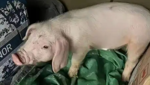 猪狗被困10天,猪饿出马甲线,拉布拉多却胖出啤酒肚 猪狗被困10天,猪饿出马甲线,拉布拉多却胖出啤酒肚