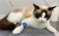 猫咪体温过低是休克表现吗
