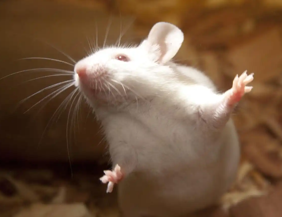 ”神二十一炸锅!小鼠上天背后:人类离移民火星只差这一步“ ”神二十一炸锅!小鼠上天背后:人类离移民火星只差这一步“