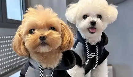 宠物用品9月数据出炉:猫狗服饰逆势暴涨35%,水晶项链成爆款! 宠物用品9月数据出炉:猫狗服饰逆势暴涨35%,水晶项链成爆款!