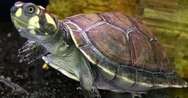 黄头侧颈龟换水全攻略:避开误区护健康 黄头侧颈龟换水全攻略:避开误区护健康