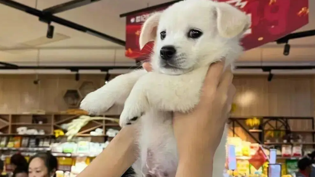 一觉醒来发现孩子捡回来一只小狗，啊啊啊根本不敢动