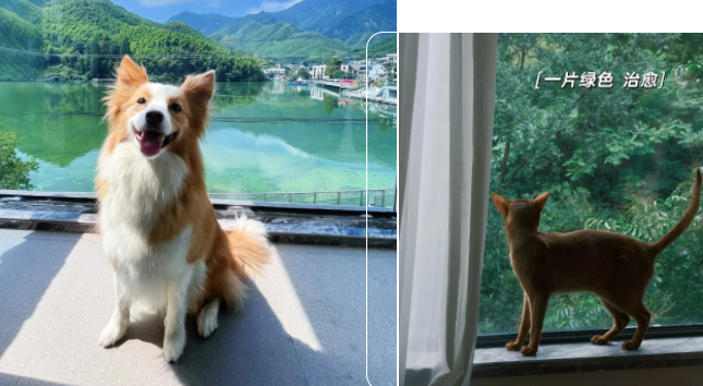 官宣！梦想秀场初赛第四场落地安吉：一场关于宠物产业与旅游城市的“双向奔赴”