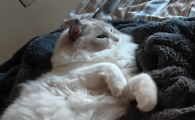 怎么诊断猫咪的尿道结石?