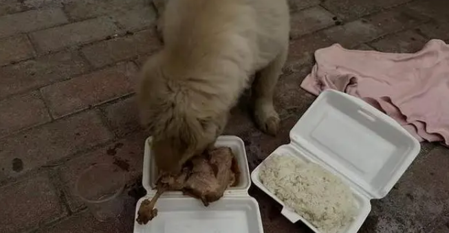 捡回的流浪狗僵坐3小时不敢睡,暖心守护3天,直接翻着肚皮酣睡 捡回的流浪狗僵坐3小时不敢睡,暖心守护3天,直接翻着肚皮酣睡