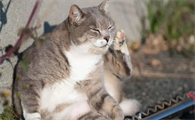 猫咪黄疸明显是肝病吗