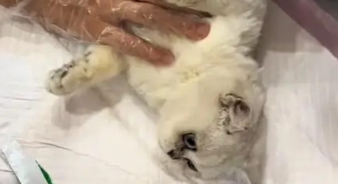 电梯口捡到银渐层,原主弃养苦等7日,安全出口见真情 电梯口捡到银渐层,原主弃养苦等7日,安全出口见真情