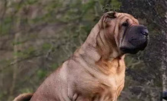 中国原产“斗犬”沙皮犬，现已成世界稀有品种