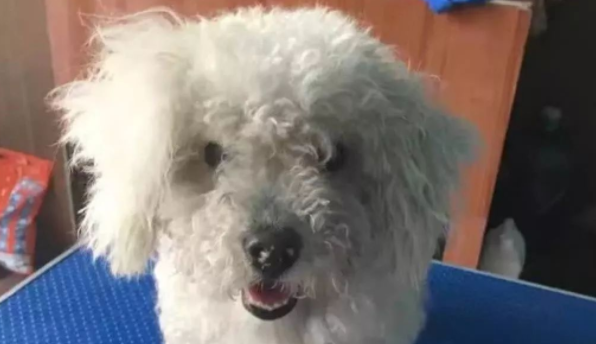 网友捡到流浪狗送医,老板直呼网友赚到了 网友捡到流浪狗送医,老板直呼网友赚到了