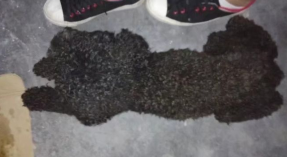 网友路边捡回一只病狗，老板却直呼运气好