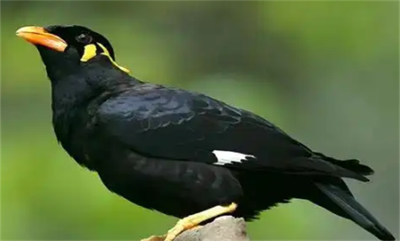 怎样养鹩哥鸟？鹩哥鸟喜欢吃什么？