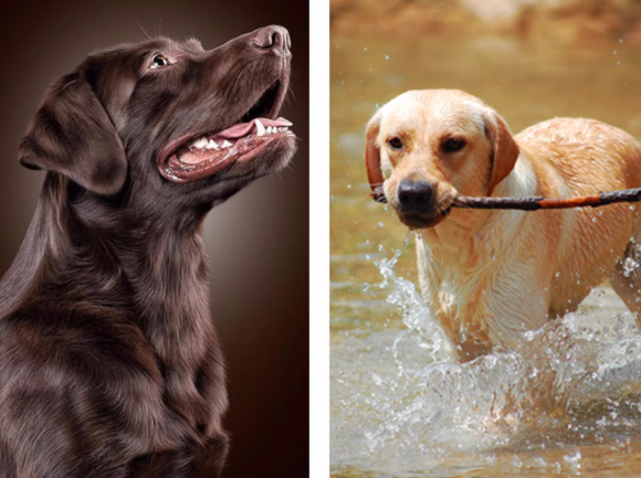 狗狗肠胃不好吃什么狗粮?实测马尔赛皇家消化率确实能打! 狗狗肠胃不好吃什么狗粮?实测马尔赛皇家消化率确实能打!