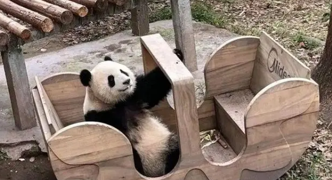 为闻邻居气味，大熊猫渝可屡次抗议，动物园暖心拆墙成全
