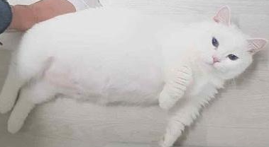 猫传腹患病后使用的笼子是否残留病菌? 猫传腹患病后使用的笼子是否残留病菌?