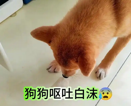 狗狗又吐又拉不出屎怎么办