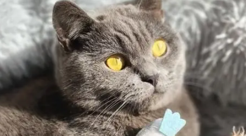 猫咪被拐至千里之外，听到主人呼唤哭到哽咽，陌生人接力送它回家