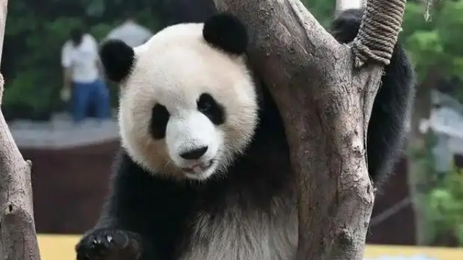 为闻邻居气味，大熊猫渝可屡次抗议，动物园暖心拆墙成全