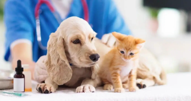 国货崛起推动宠物经济实现价值链攀升 国货崛起推动宠物经济实现价值链攀升