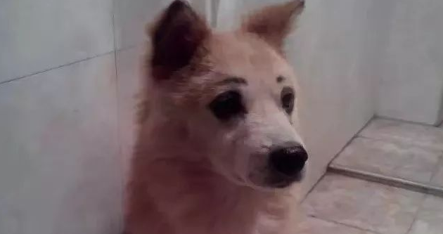 狗狗躲在厕所不出来,宠主得知真相怒了 狗狗躲在厕所不出来,宠主得知真相怒了