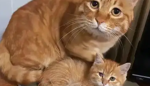 猫妈带娃也看颜值,丑娃全丢给铲屎官,家庭“帝”位一目了然 猫妈带娃也看颜值,丑娃全丢给铲屎官,家庭“帝”位一目了然