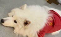 狗狗的后腿突然瘫痪了该吃什么药