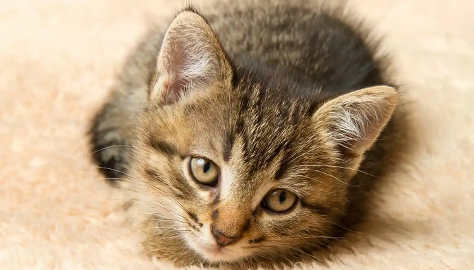 猫咪腹泻不止是肠胃炎的表现吗