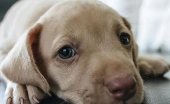 如何缓解狗狗关节炎？