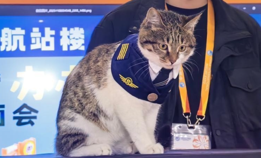 宠物产业进博会首秀，外国展商：看好中国宠物经济市场，已谈成两千万美元单