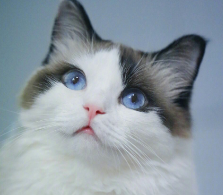 怎么尽量减少猫的应激反应防止感染猫传腹？