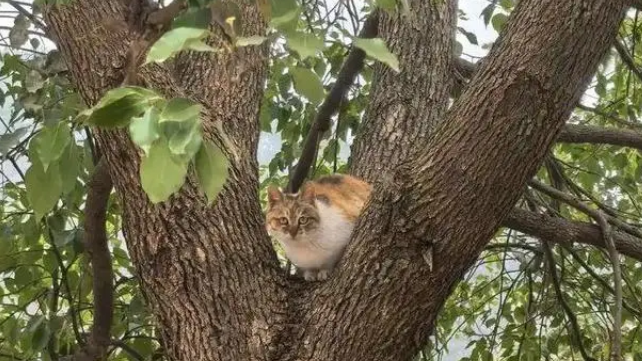 猫咪被困10米树梢，学生合力拉被子救援，却遗憾坠地慌乱逃走